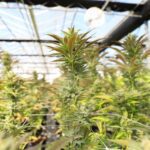 pexels cannafornia 3792919 5810898