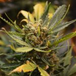 pexels francis costelloe 10714088 6216893